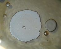 water bacteria water bacteria